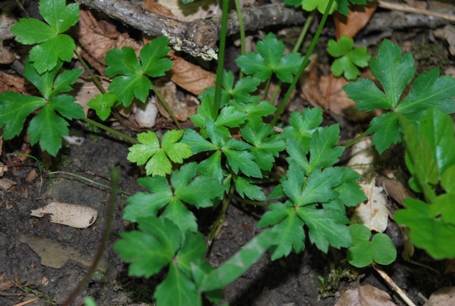 Sconosciuta: Sanicula europaea